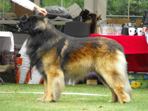 Dragongrdens Kennel